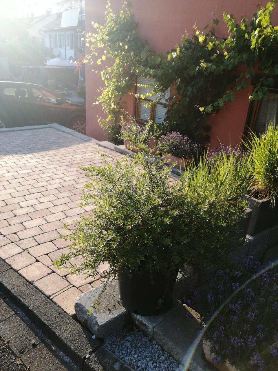 Haus Meersburg Rebe エクステリア 写真